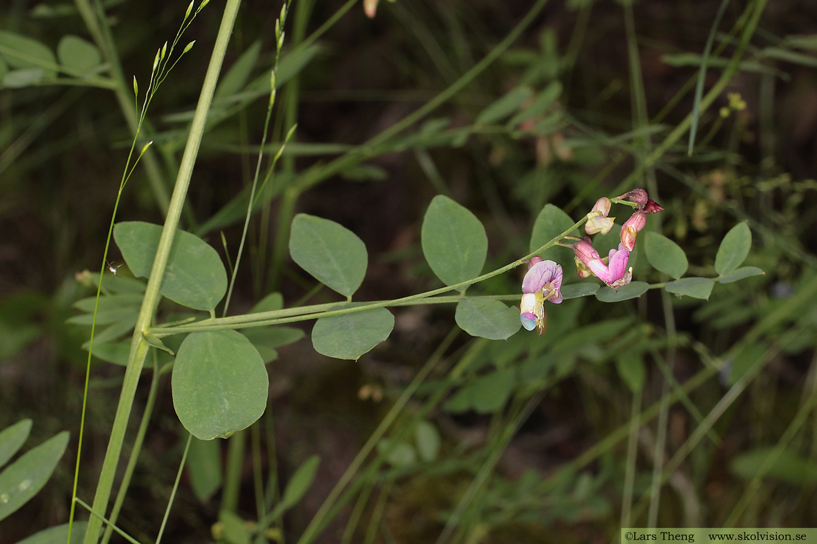 Vippärt, Lathyrus niger